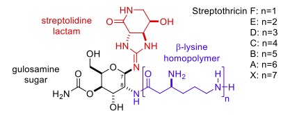 Diagram illustrating common structures present in streptothricins