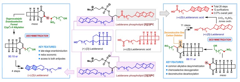 Desymmetrizing reactions in ladderanol and ladderanoic acid